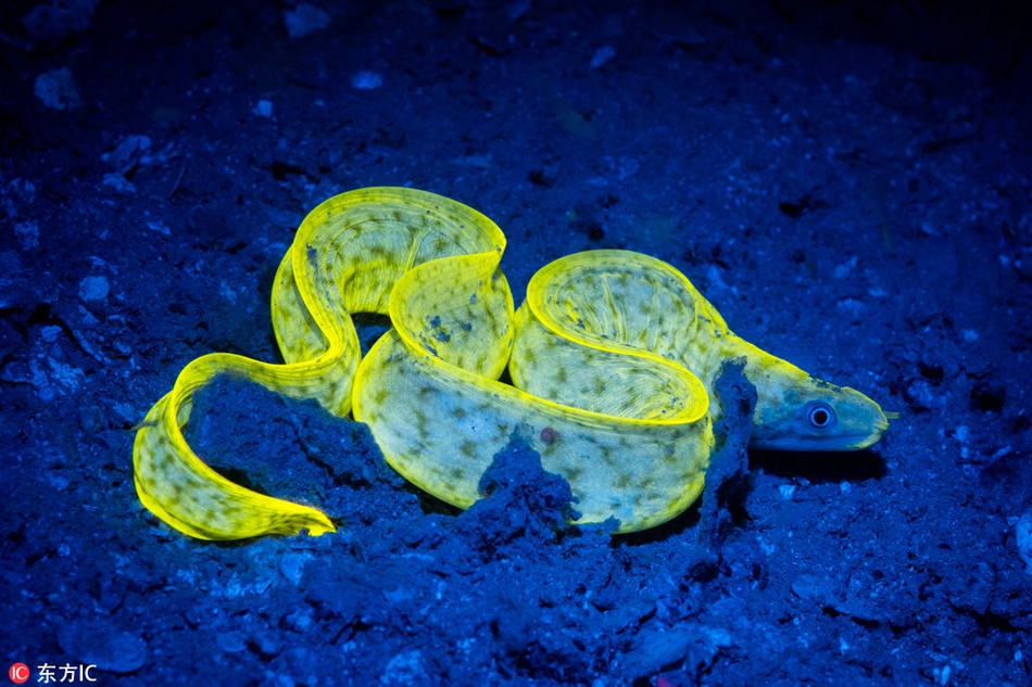 发光的海底生物