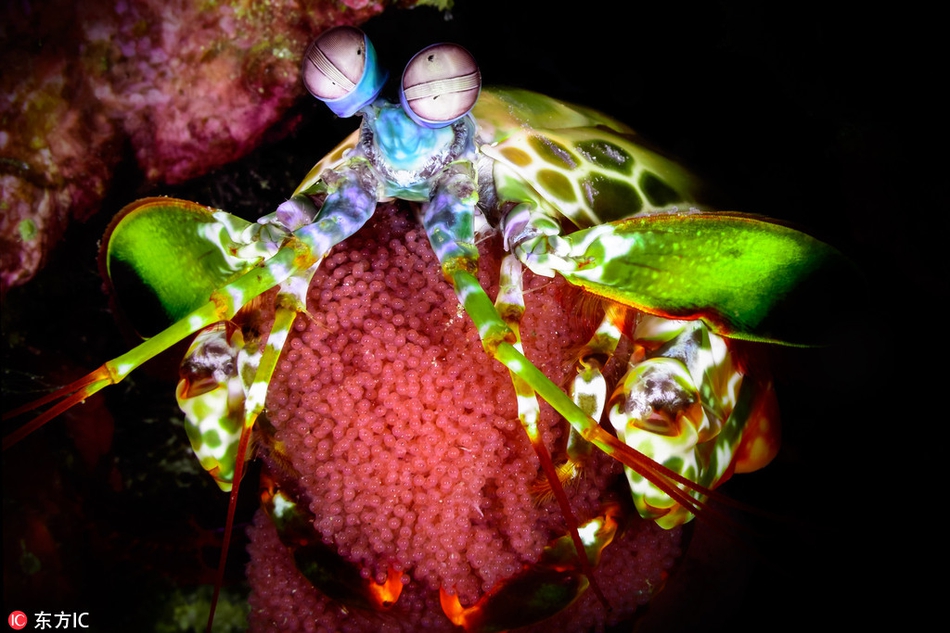 绿色螳螂虾