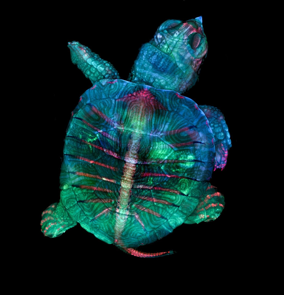 冠军作品：海龟胚胎荧光照片